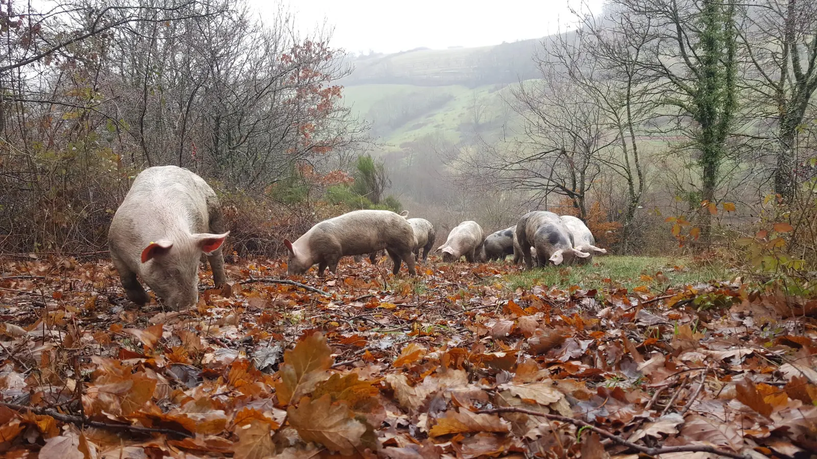 Porcs en plein air sur un coteau du Lyonnais